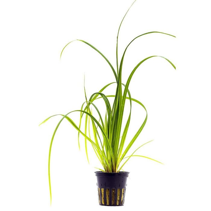 Cyperus helferi - Pot (Achtergrond)