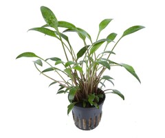 Aquaflora Cryptocoryne x willisii - Pot (Voorgrond)