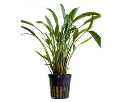 Cryptocoryne x willisii 'nevellii' - Pot (Voorgrond)