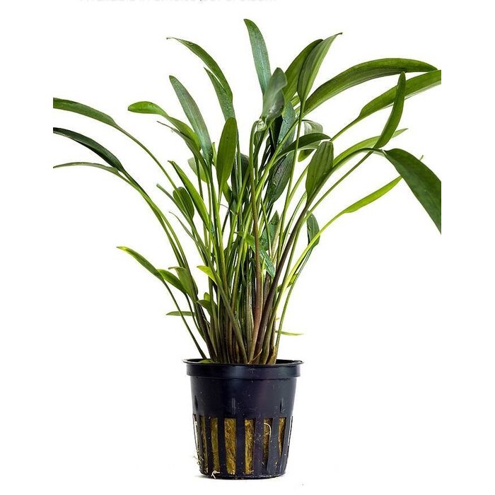 Aquaflora Cryptocoryne x willisii 'nevellii' - Pot (Voorgrond)