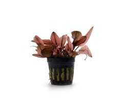 Aquaflora Cryptocoryne wendtii 'Flamingo' - Pot (Voorgrond/Midden)