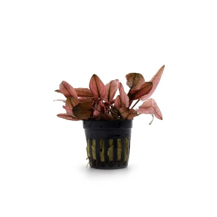 Aquaflora Cryptocoryne wendtii 'Flamingo' - Pot (Voorgrond/Midden)