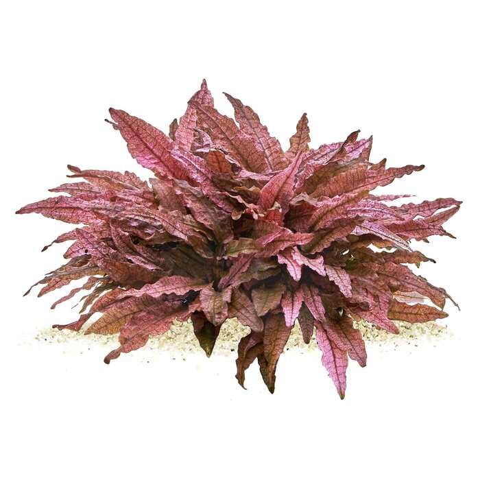 Aquaflora Cryptocoryne wendtii 'Flamingo' - In Vitro (Voorgrond/Midden)