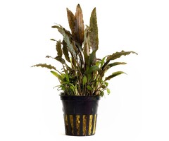 Cryptocoryne walkeri - Pot (Voorgrond)