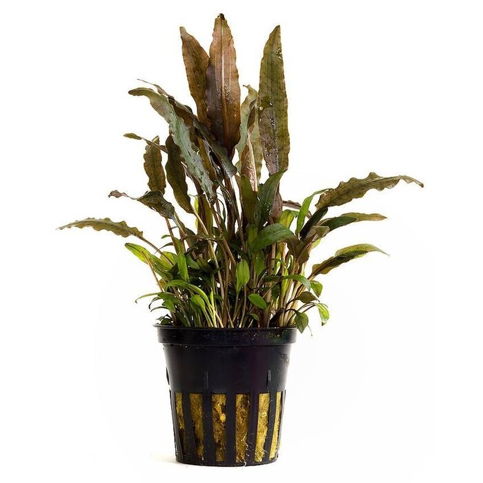 Cryptocoryne walkeri - Pot (Voorgrond)