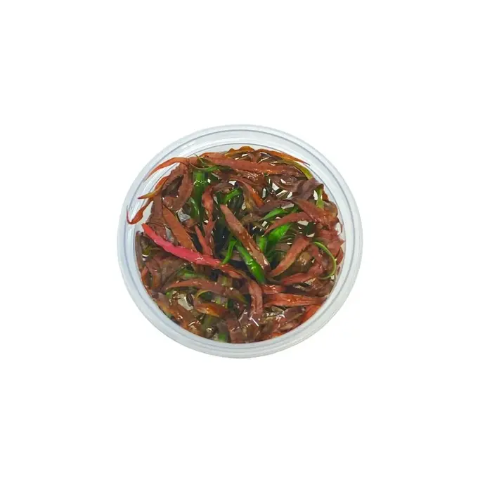 Aquaflora Cryptocoryne spiralis 'Tiger' - In Vitro (Voorgrond/Midden)