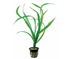 Cryptocoryne crispulata var. balansae - Pot (Midden/Achtergrond)