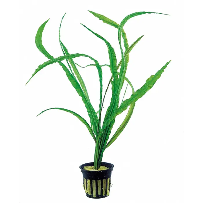 Aquaflora Cryptocoryne crispulata var. balansae - Pot (Midden/Achtergrond)