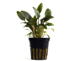 Aquaflora Cryptocoryne beckettii - Pot (Voorgrond)