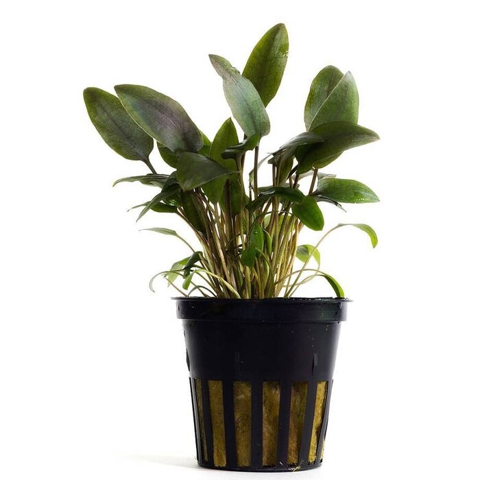 Aquaflora Cryptocoryne beckettii - Pot (Voorgrond)