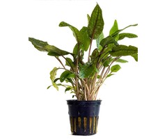 Cryptocoryne 'Tropica' - Pot (Voorgrond)