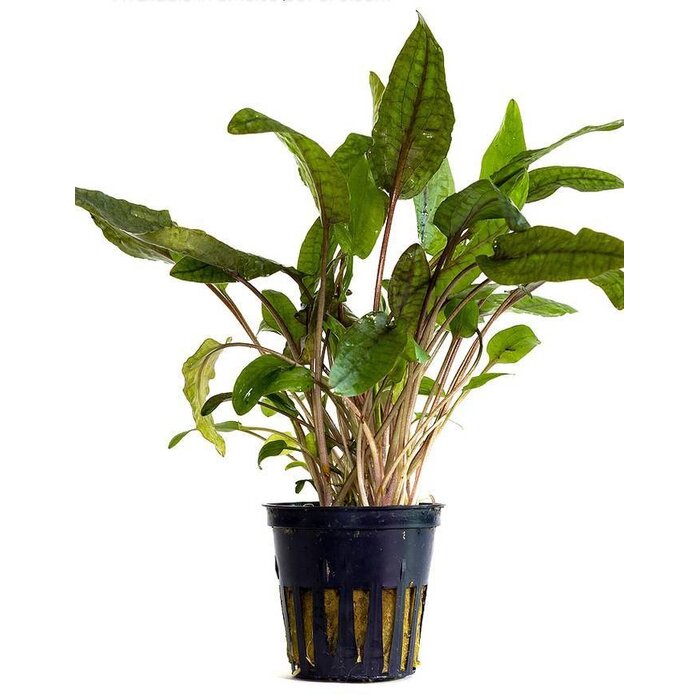 Aquaflora Cryptocoryne 'Tropica' - Pot (Voorgrond)