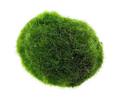 Cladophora aegagropila - Mosbol - Medium (3-4 cm)