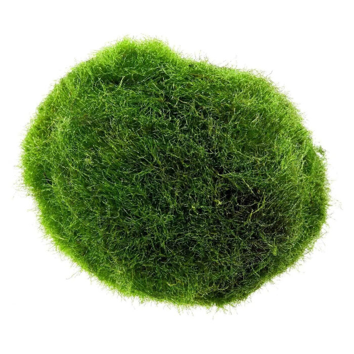 Cladophora aegagropila - Mosbol - Medium (3-4 cm)