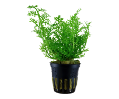 Ceratopteris thalictroides - Pot (Midden/Achtergrond)