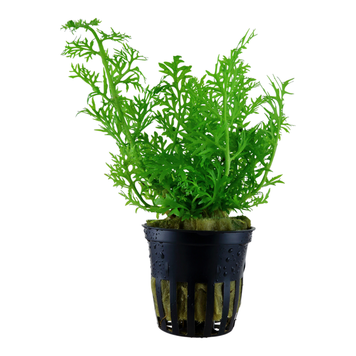 Aquaflora Ceratopteris thalictroides - Pot (Midden/Achtergrond)