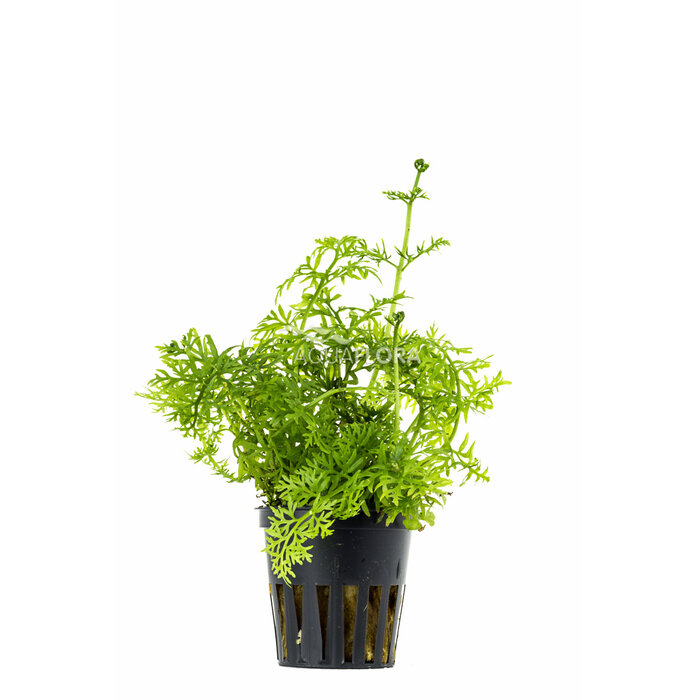 Aquaflora Ceratopteris siliquosa - Pot (Midden)