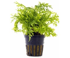 Ceratopteris siliquosa - Pot (Midden)