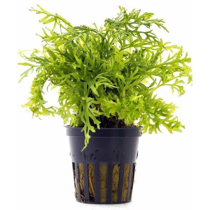 Aquaflora Ceratopteris siliquosa - Pot (Midden)