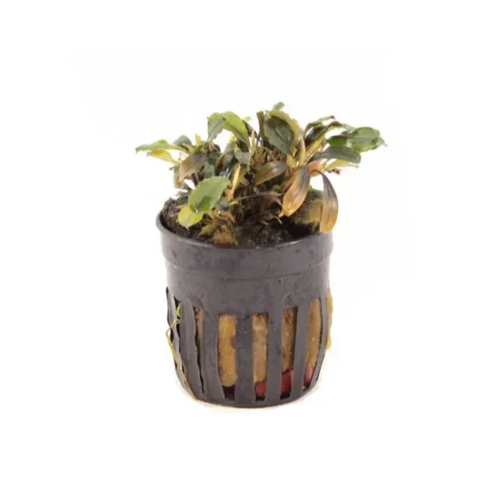 Aquaflora Bucephalandra sp. mix - Pot (Voorgrond) (Epifyt)