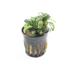 Bucephalandra sp. mix - Pot (Epifyt)