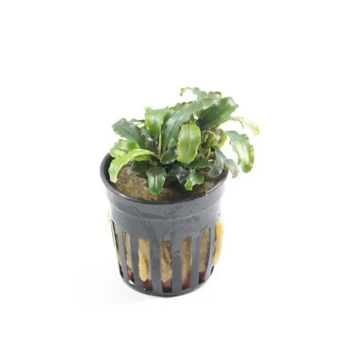 Aquaflora Bucephalandra sp. mix - Pot (Voorgrond) (Epifyt)