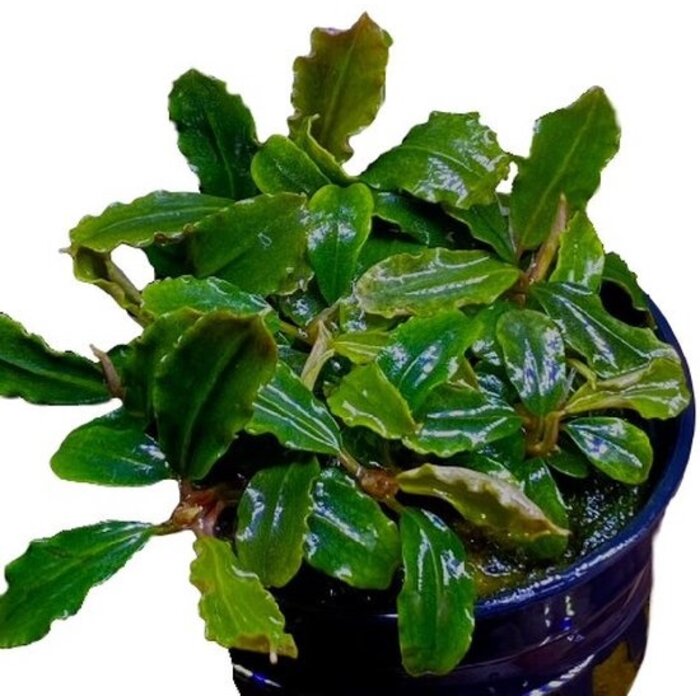 Bucephalandra Lamandau Mini Red - Pot (Epifyt)