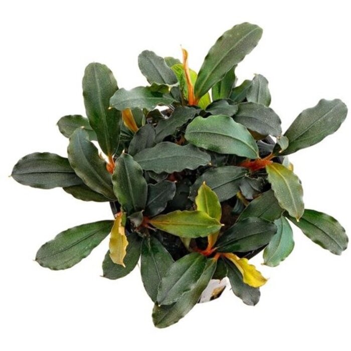 Aquaflora Bucephalandra Lamandau Mini Red - Pot (Voorgrond) (Epifyt)