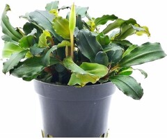 Bucephalandra Lamandau Mini Red - Pot (Epifyt)