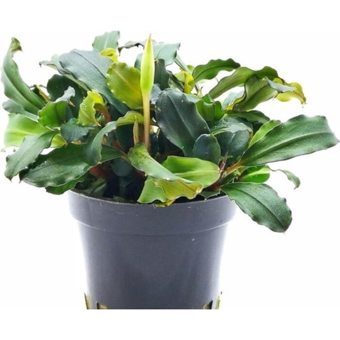 Aquaflora Bucephalandra Lamandau Mini Red - Pot (Voorgrond) (Epifyt)