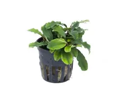 Aquaflora Bucephalandra 'Wavy Green' - Pot (Voorgrond) (Epifyt)