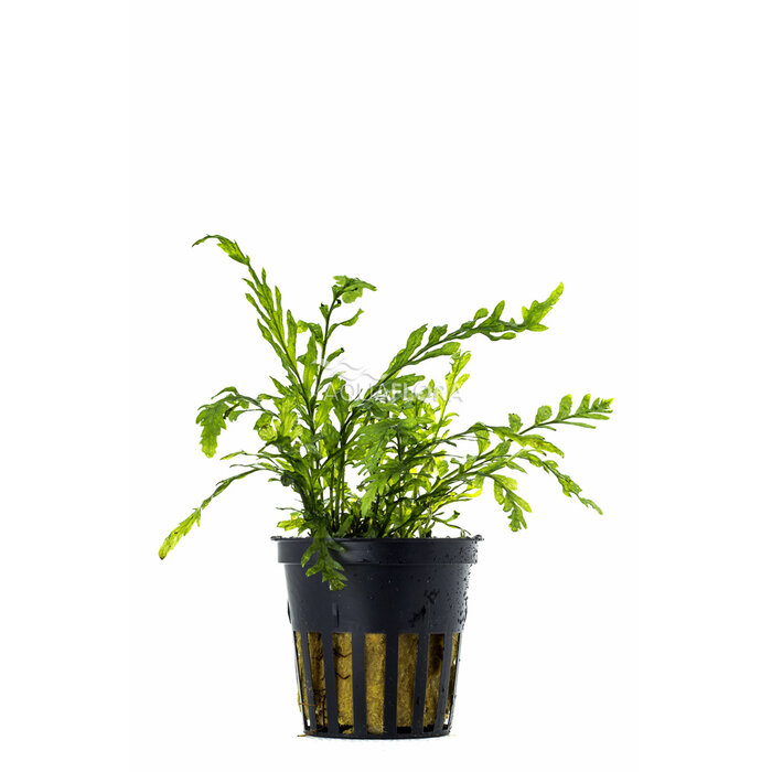 Bolbitis Heudelotii - Pot (Epifyt)