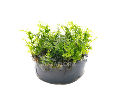 Bolbitis Heteroclita Difformis - Pot (Epifyt)