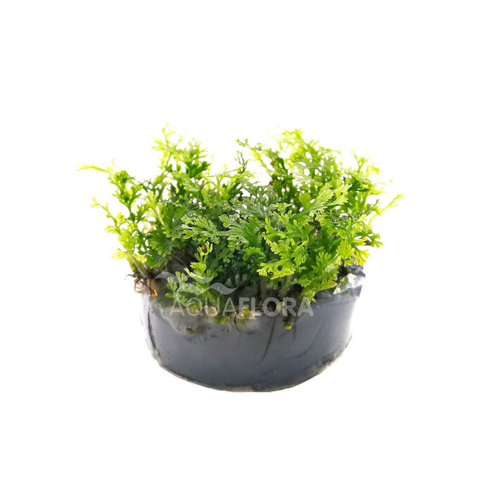 Bolbitis Heteroclita Difformis - Pot (Epifyt)