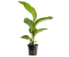 Aquaflora Anubias heterophylla - Pot (Midden/Achtergrond) (Epifyt)