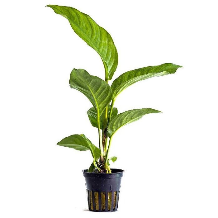 Aquaflora Anubias heterophylla - Pot (Midden/Achtergrond) (Epifyt)