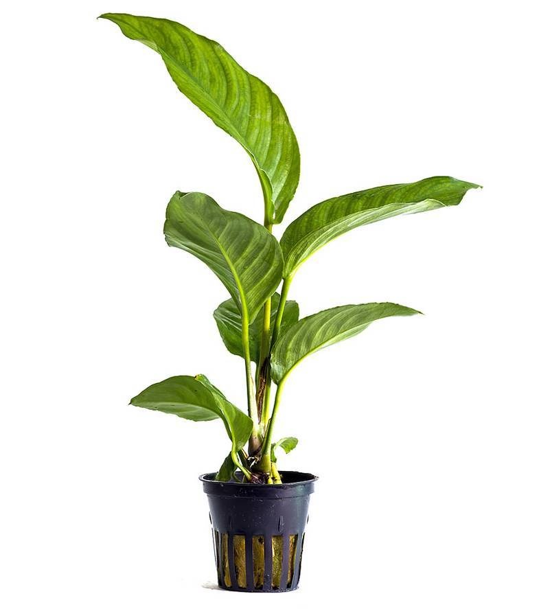 Aquaflora Anubias heterophylla - Pot (Midden/Achtergrond) (Epifyt)