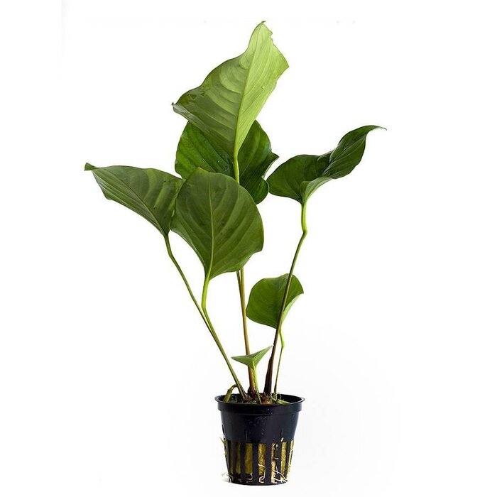 Anubias hastifolia - Pot (Epifyt)