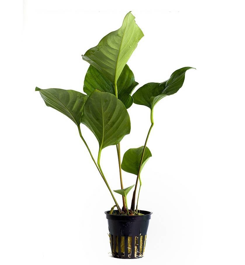 Aquaflora Anubias hastifolia - Pot (Midden/Achtergrond) (Epifyt)