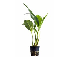 Aquaflora Anubias congensis - Pot (Achtergrond) (Epifyt)