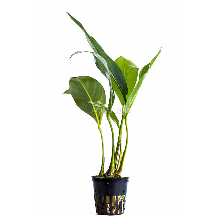 Aquaflora Anubias congensis - Pot (Achtergrond) (Epifyt)