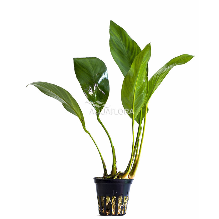 Aquaflora Anubias congensis - Pot (Achtergrond) (Epifyt)
