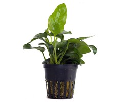 Anubias barteri var. nana - Pot (Epifyt)