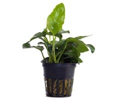 Aquaflora Anubias barteri var. nana - Pot (Voorgrond) (Epifyt)