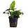 Anubias barteri var. nana - Pot (Epifyt)