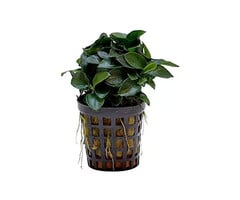 Aquaflora Anubias barteri var. nana 'Mini' - Pot (Voorgrond) (Epifyt)