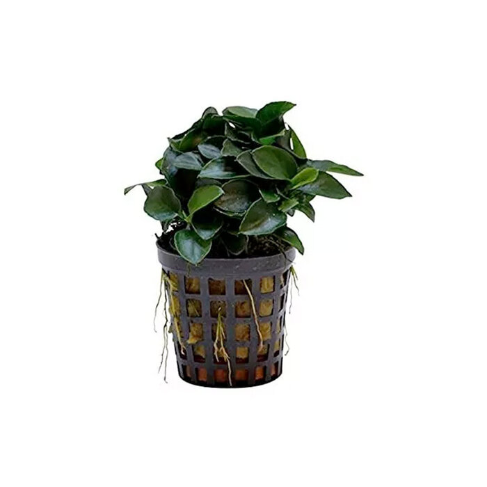 Aquaflora Anubias barteri var. nana 'Mini' - Pot (Voorgrond) (Epifyt)