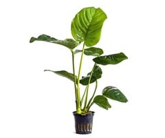 Aquaflora Anubias barteri - Pot (Midden/Achtergrond) (Epifyt)