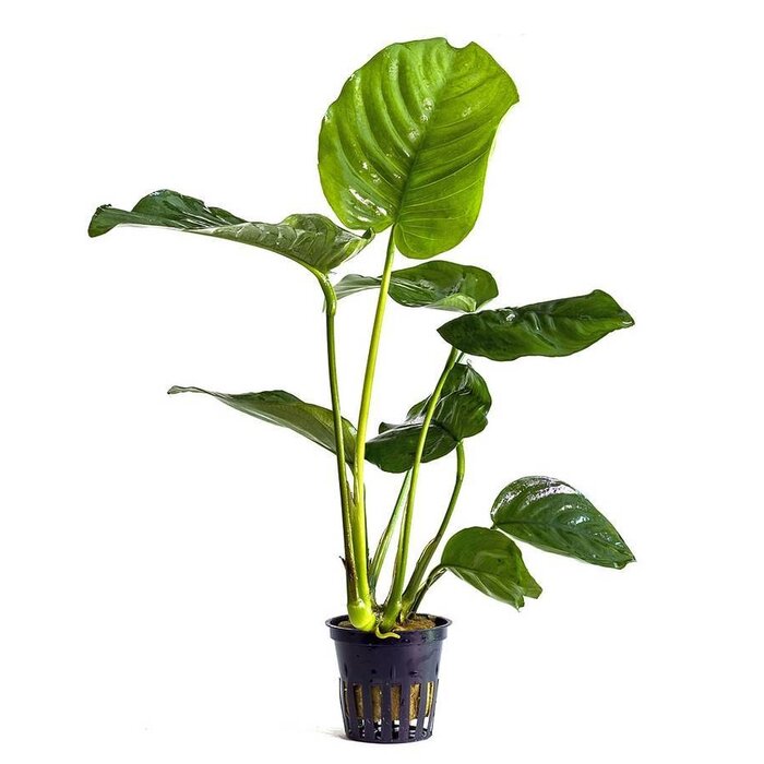 Aquaflora Anubias barteri - Pot (Midden/Achtergrond) (Epifyt)