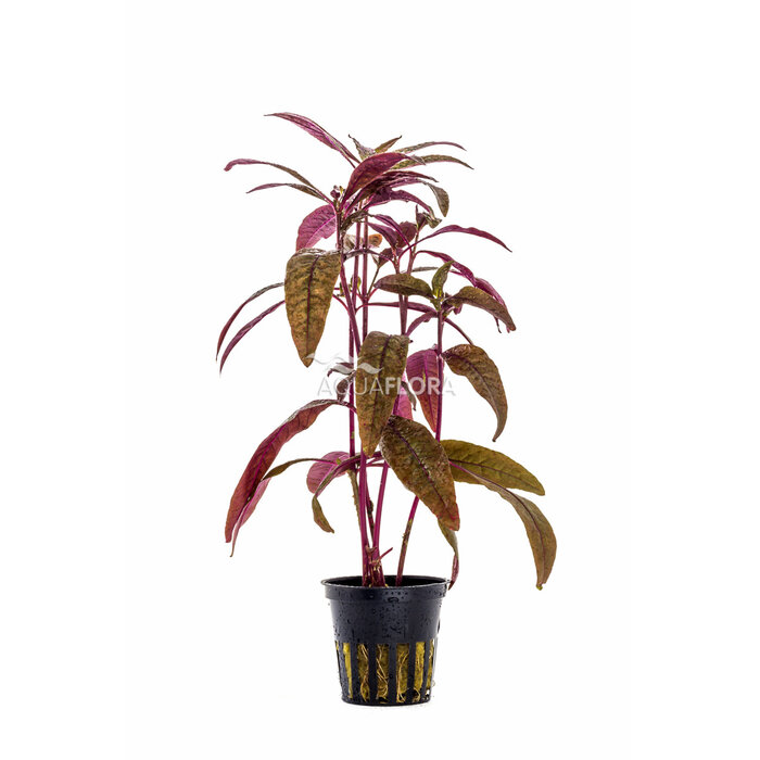 Alternanthera sessilis - Pot (Midden/Achtergrond)